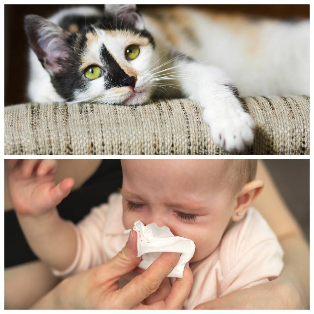 Как у детей проявляется аллергия на кошек: симптомы