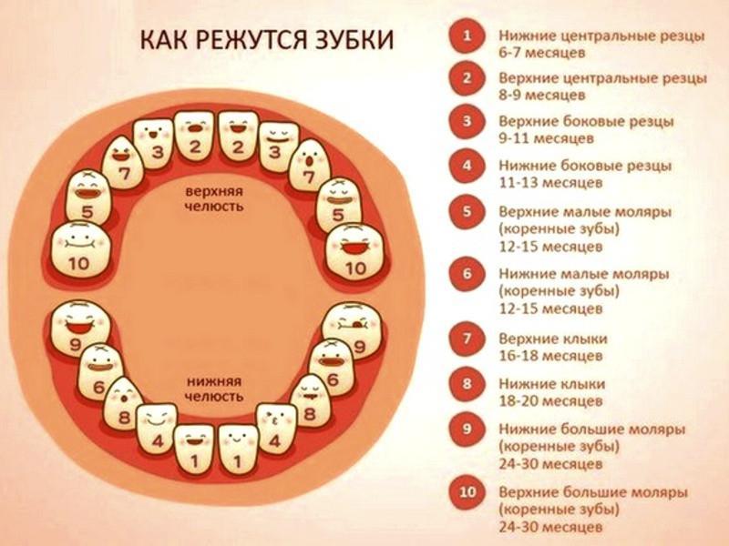 Прорезывание зубов у детей — порядок, сроки, симптомы,  схема роста и таблица с рождения