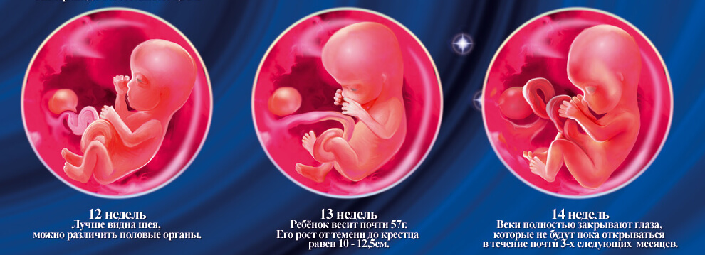 9 неделя беременности