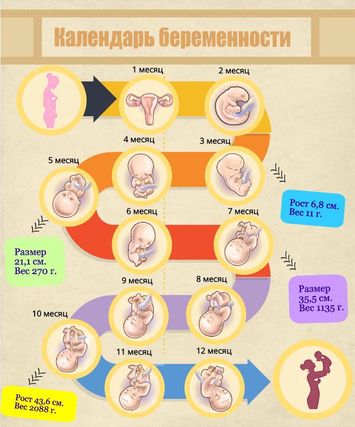 Календарь беременности. беременность по неделям и месяцам