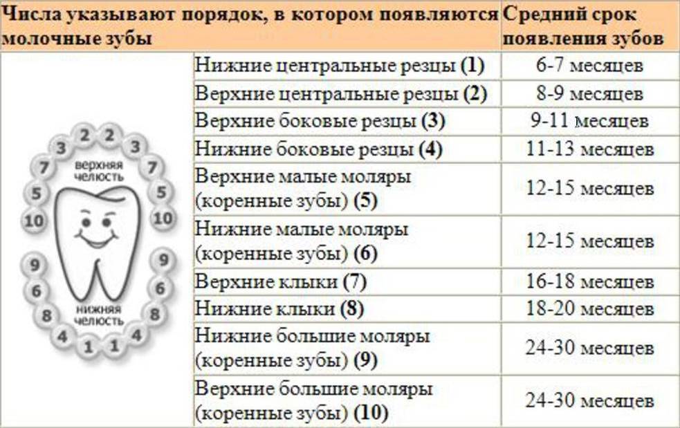 Прорезывание зубов у детей — порядок, сроки, симптомы,  схема роста и таблица с рождения