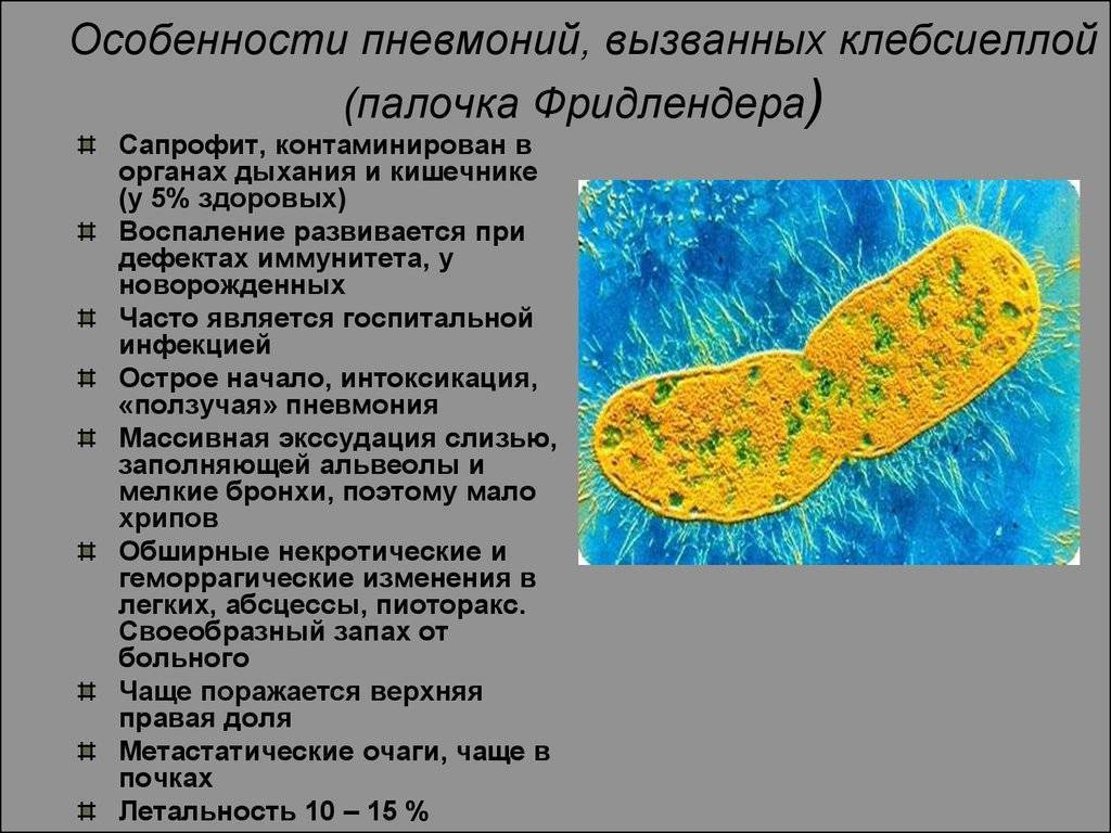 Klebsiella pneumoniae презентация