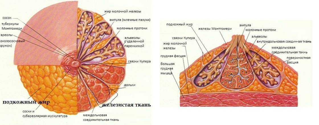 Рисунок молочных желез