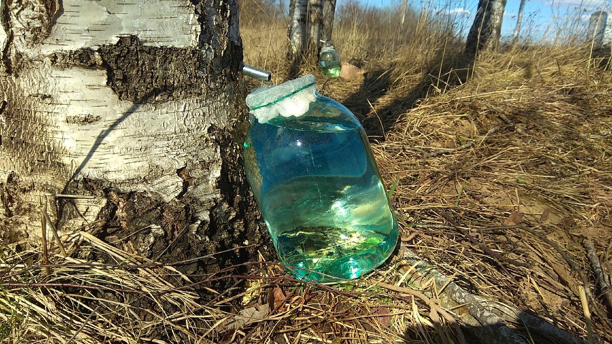 Березовый сок: польза и вред