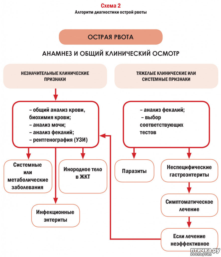 Что дать ребенку при рвоте? народные и аптечные средства
