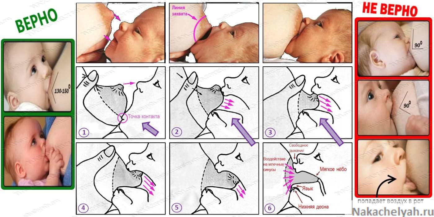 Картинка ребенок сосет грудь