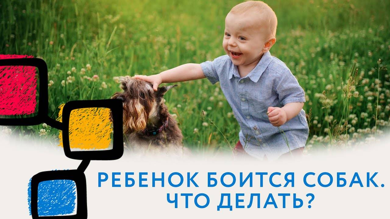 Ребенок боится собак