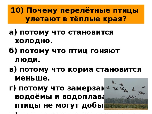 Почему птицы улетают на юг? как объяснить малышу