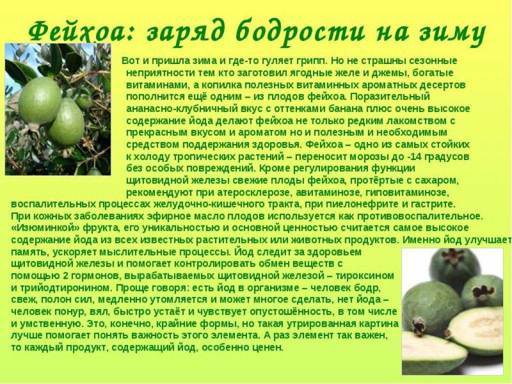 С какого возраста можно добавлять фейхоа детям в рацион