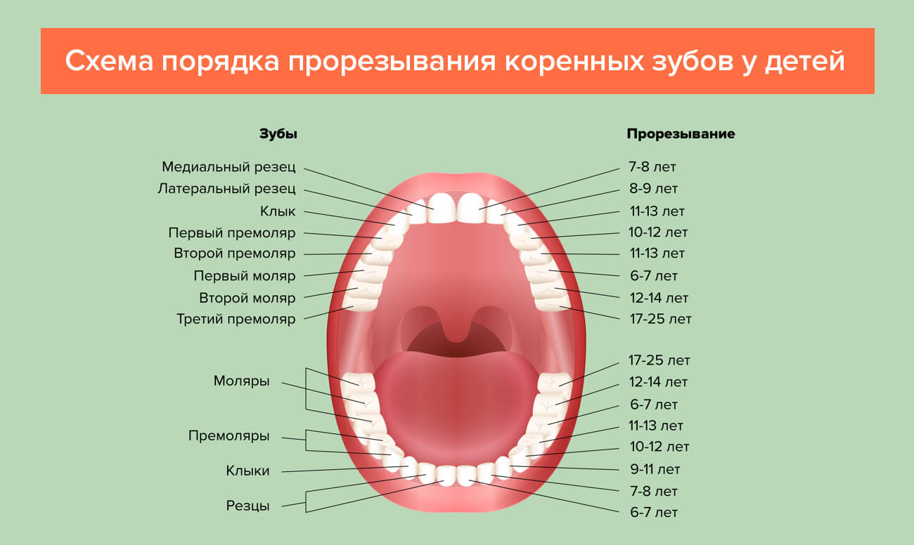 Прорезывание зубов у детей: симптомы, сроки и последовательность, фото дёсен