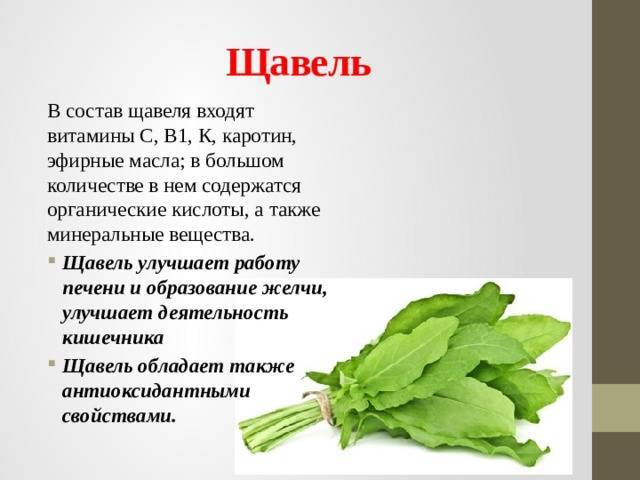Щавель при грудном вскармливании: можно ли есть зелень маме новорожденного и ребенка постарше?