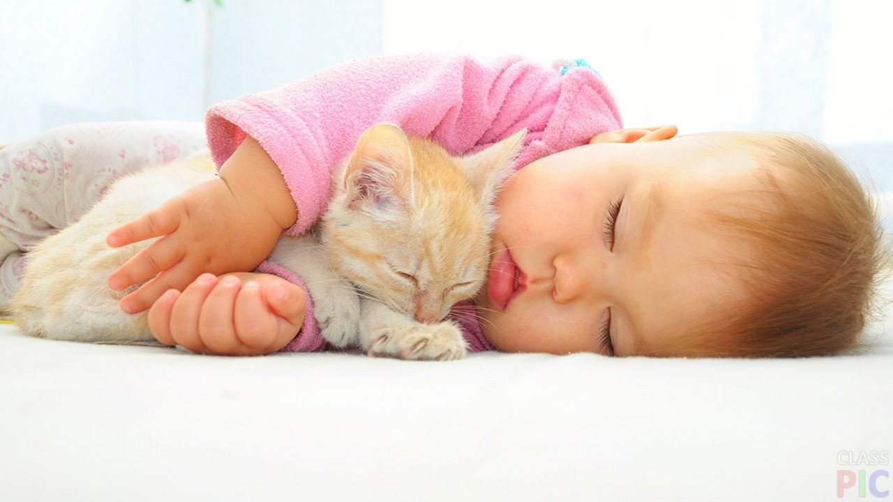 Кошка любит спать с ребенком в. почему нельзя спать с кошкой? народные приметы о местах сна кошки
