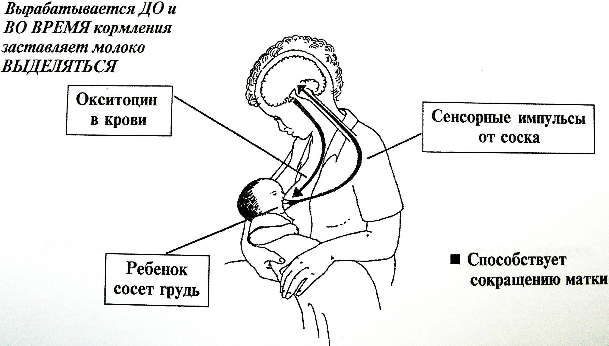 Окситоцин для матки после родов. Схема рефлекса окситоцина и пролактина. Механизм выделения грудного молока. Механизм сосания грудного молока ребенком. Рефлекс пролактина и окситоцина.