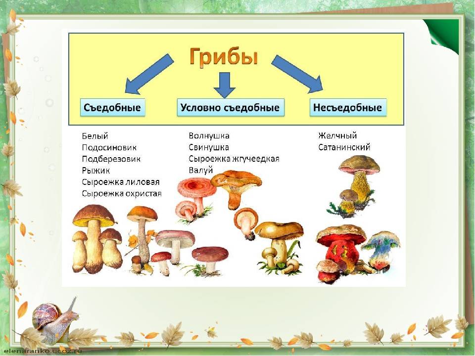 Какое название позволило разделить грибы. Съедобные и несъедобные грибы таблица. Грибы: съедобные и несъедобные. Съедобные грибы. Съедобные условно съедобные и несъедобные грибы.