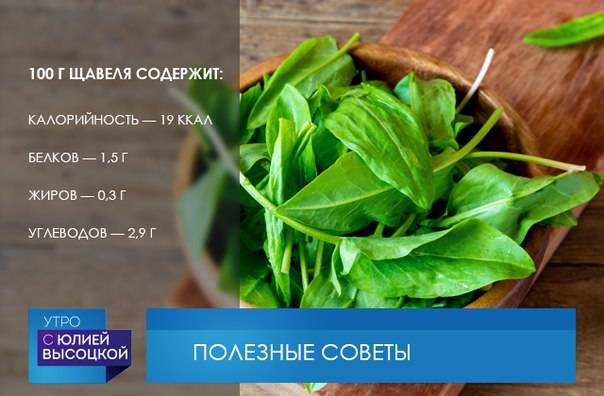 Щавель в рационе детей. с какого возраста можно давать - onwomen.ru