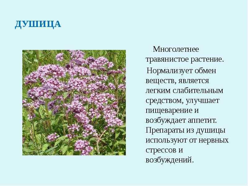 Душица: полезные, лечебные свойства и противопоказания