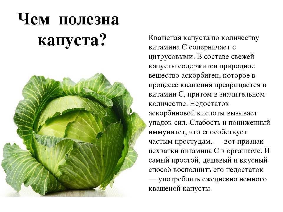 Капуста при беременности: можно ли беременным капусту?