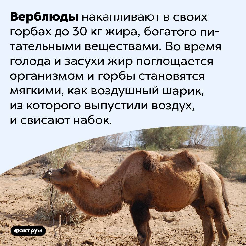 Зачем верблюду горб - назначение горбов у верблюда
