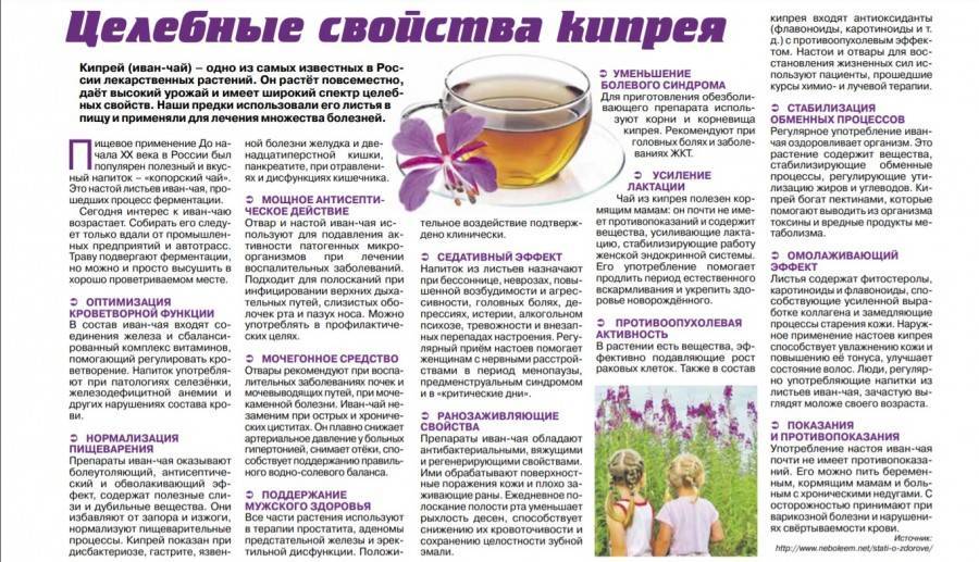 Можно ли при грудном вскармливании пить Иван-чай, полезные свойства и как заваривать