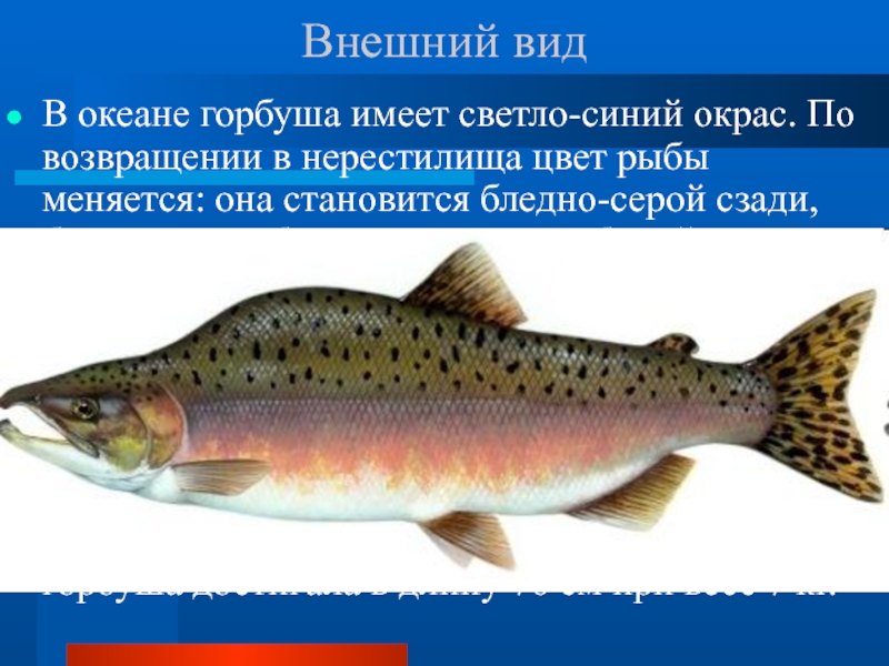 Можно ли давать ребенку 10 месяцев горбушу?