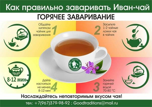 Иван-чай при грудном вскармливании: можно ли пить, свойства, как заваривать