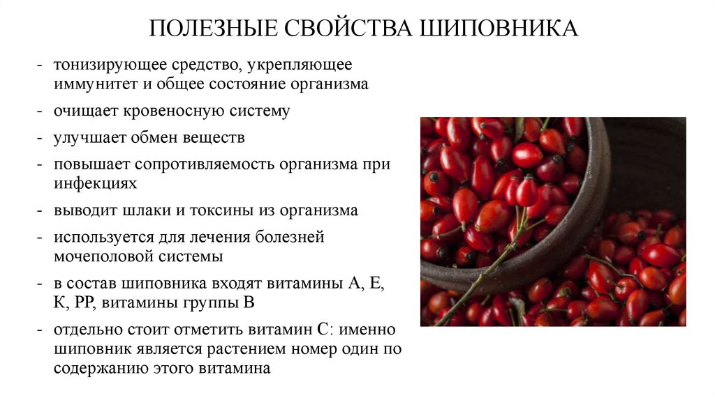 Шиповник для грудничка при желтухе - польза, применение, рецепты