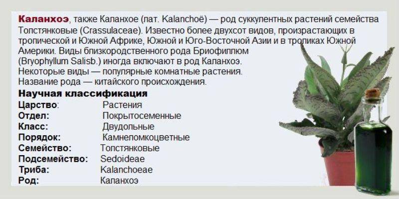Каланхоэ от насморка детям: как правильно капать сок в нос и с какого возраста можно использовать?