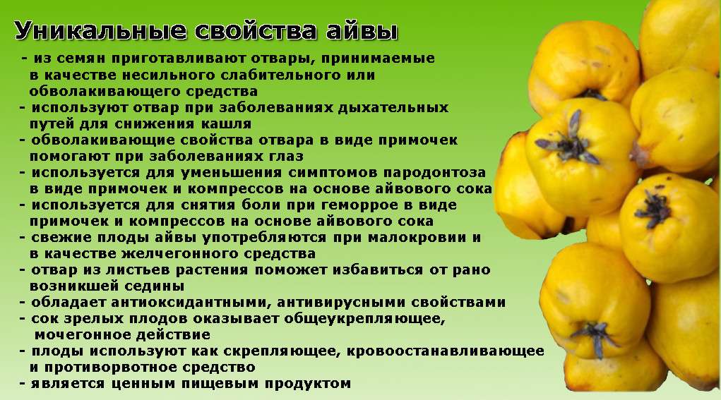 Можно ли детям айву до года