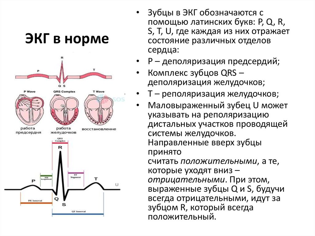 Электрокардиография (экг): основы теории, снятие, анализ, выявление патологий