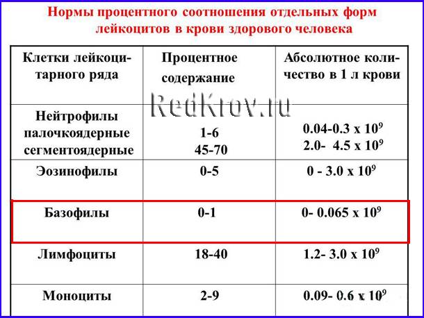Повышенное содержание базофилов в крови