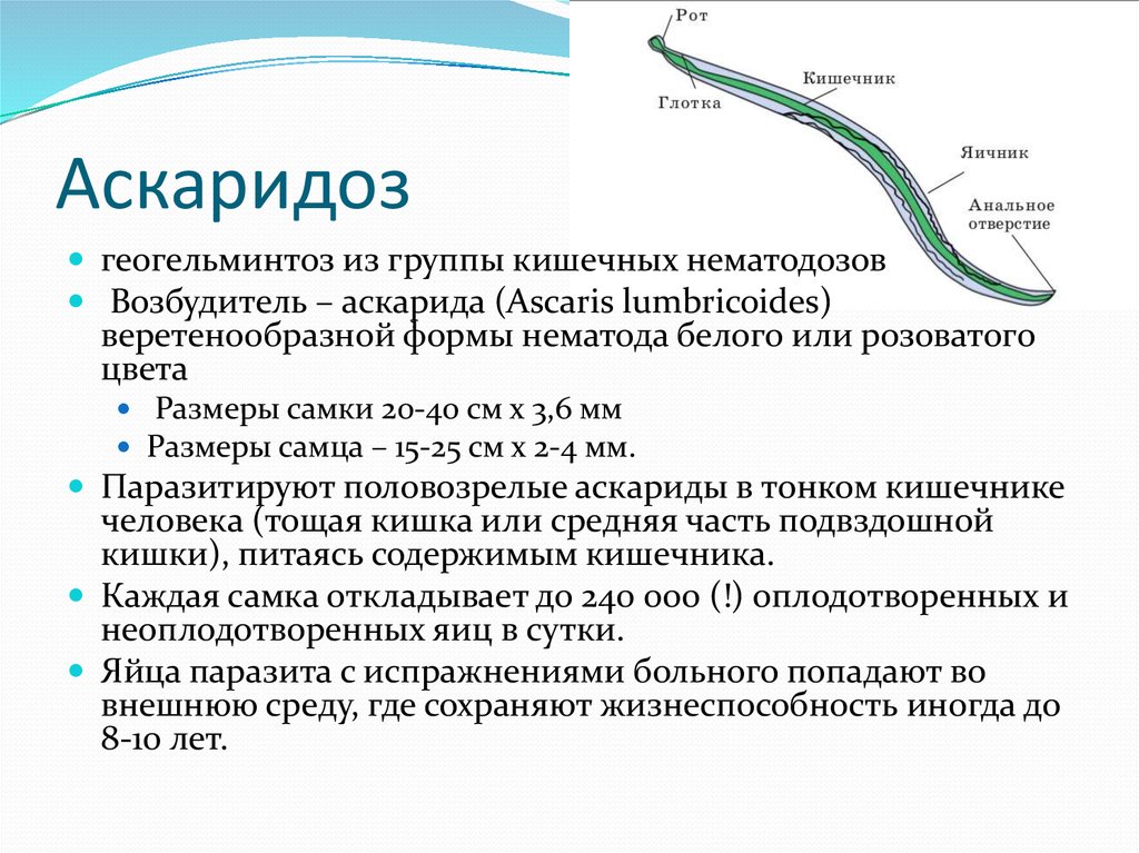 8 состояний, под которые «маскируется» аскаридоз у детей