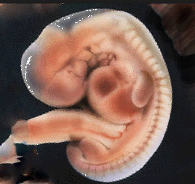 5 неделя беременности - развитие эмбриона, ощущения, советы, опасности, анализы и посещения врачей