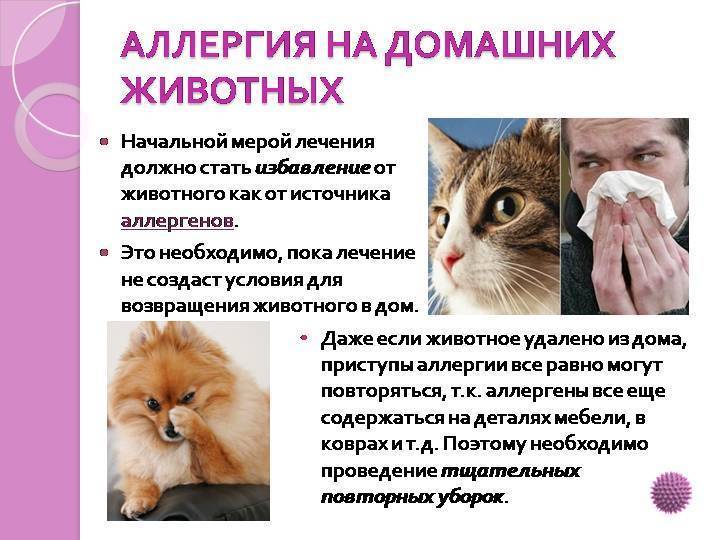 У ребенка аллергия на кошку - что делать и как помочь малышу