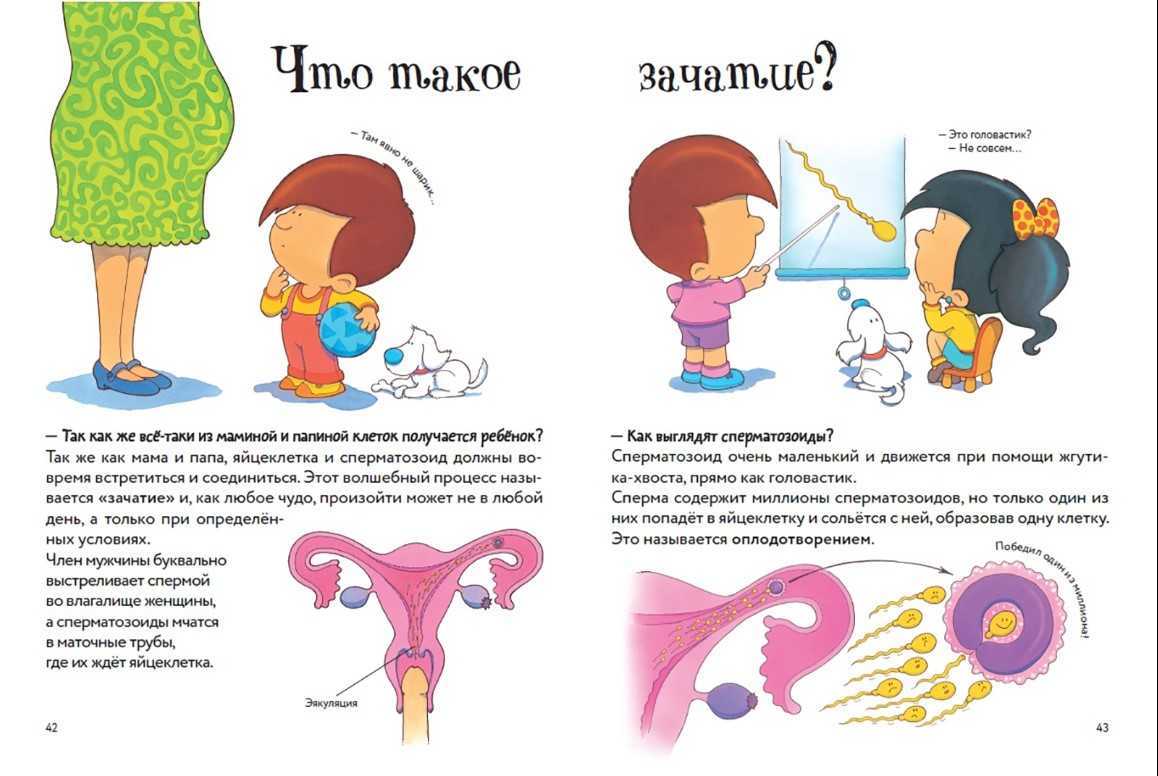Как правильно объяснить ребенку откуда берутся дети?