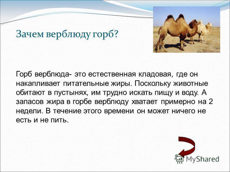 Зачем верблюду горб - назначение горбов у верблюда.