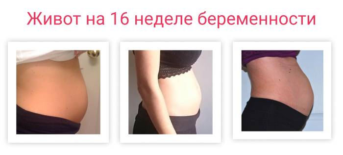 16 неделя беременности. календарь беременности