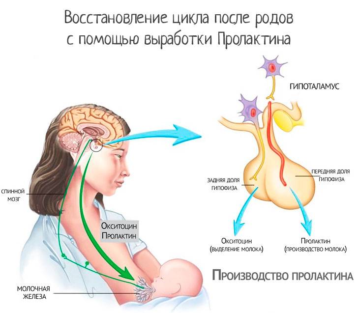 Месячные после родов