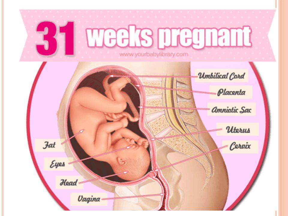 30 недель беременности картинка