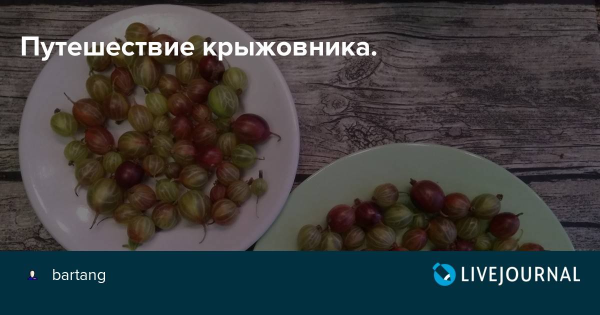 Можно ли крыжовник при беременности, его польза и вред на ранних и поздних сроках беременности.