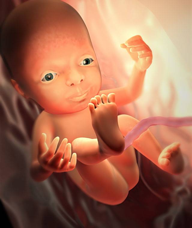 28-я неделя беременности: что происходит с малышом и мамой. развитие плода, рос и вес. состояние женщины - spuzom.com