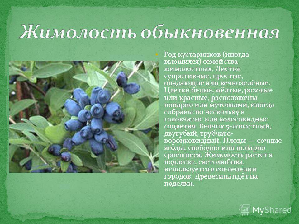 От чего помогает жимолость. Жимолость ягода кустарник. Жимолость Лесная куст. Сообщение о жимолости.