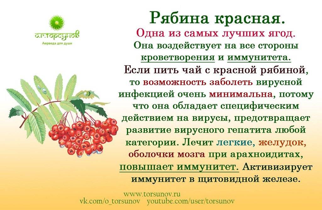 Какие ягоды можно при грудном вскармливании