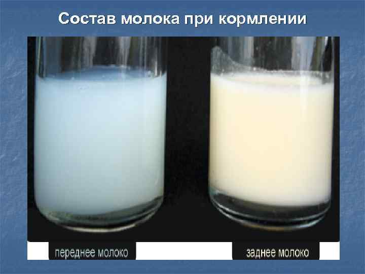 Что такое синее молоко?