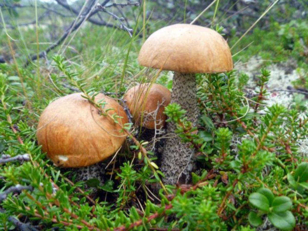 Есть грибы беременной. Беременные грибы. Белка с грибом. Можно ли грибы беременным. Полезно ли грибы при беременности.