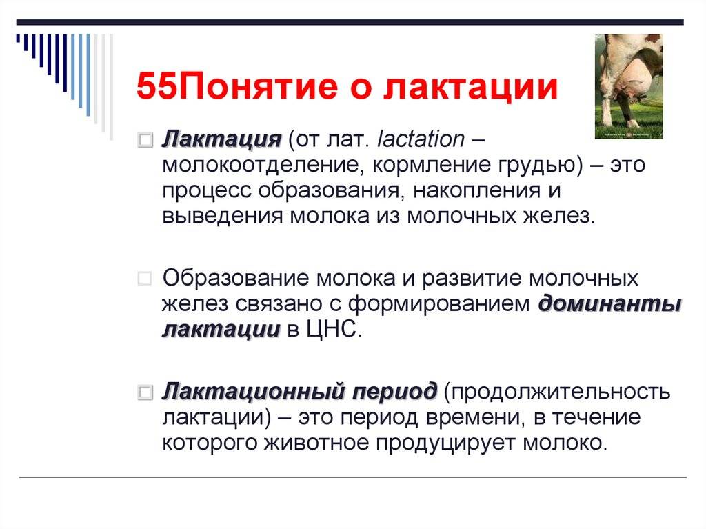 Что нужно знать маме о грудном вскармливании | как правильно наладить кормление грудью