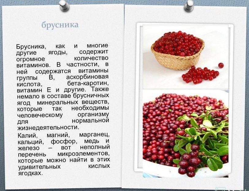 Брусника и морс из брусники детям: с какого возраста можно