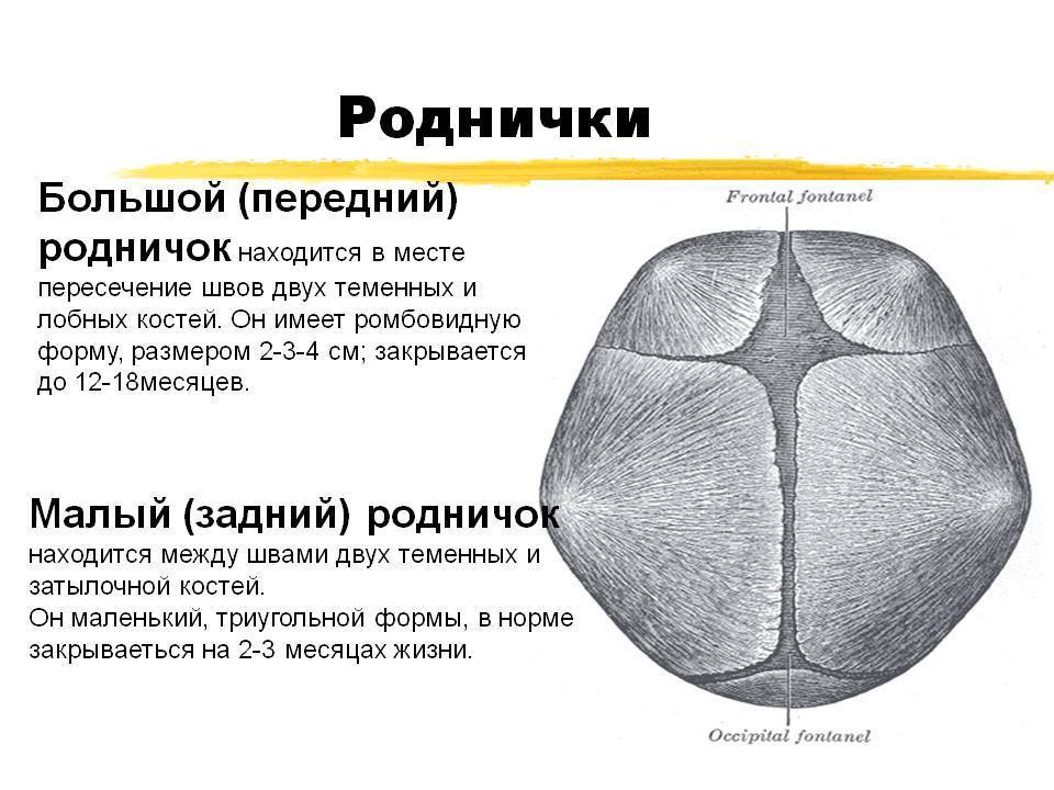 Когда закрывается родничок у новорожденных
