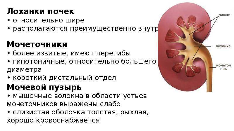 Почечная лоханка картинка