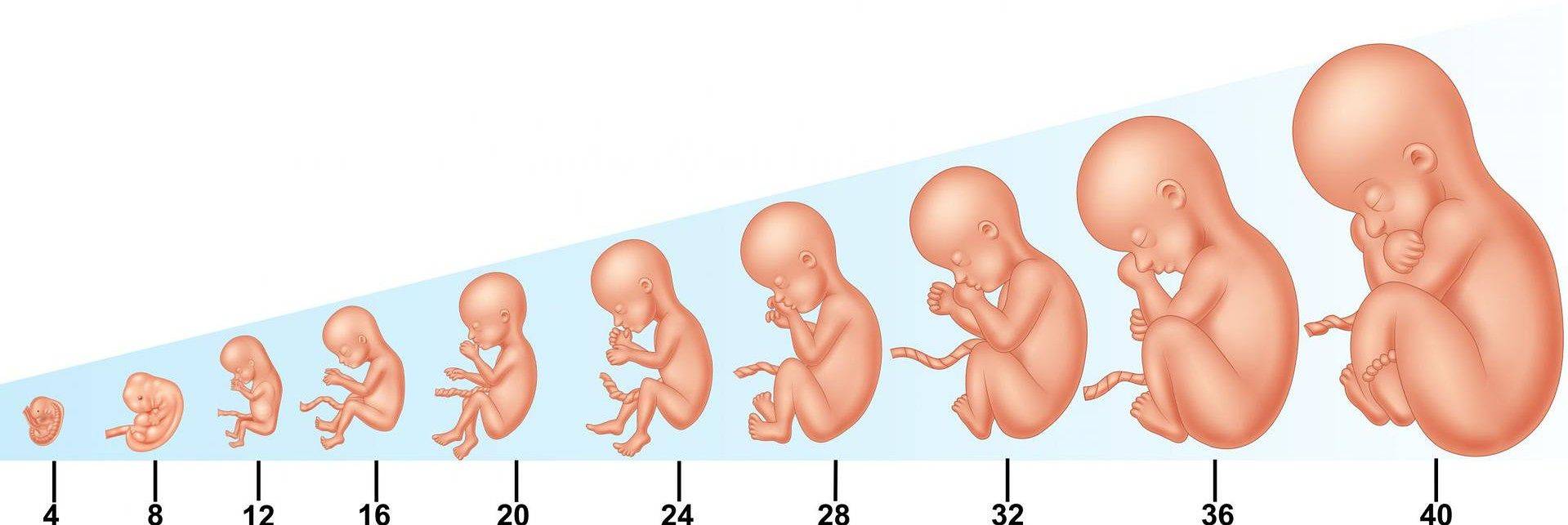 На рисунке изображен эмбрион человека в разный период