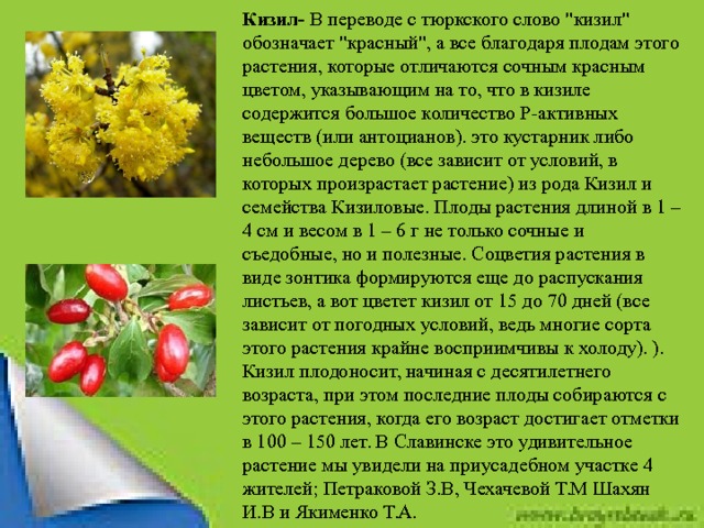 Ягоды кизил: польза и вред для организма человека